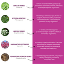 CAN-ELIX Candida 1:1 bylinná tinktúra – zloženie