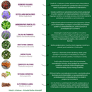 CHLAM-ELIX – Elixir à base de plantes ultra concentré 1:1 | Chlamydia