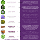 EBV-ELIX Epstein-Barr vírus 1:1 bylinná tinktúra – zloženie