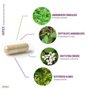 INFEX | Kräuterextraktformel - Kapseln - E03